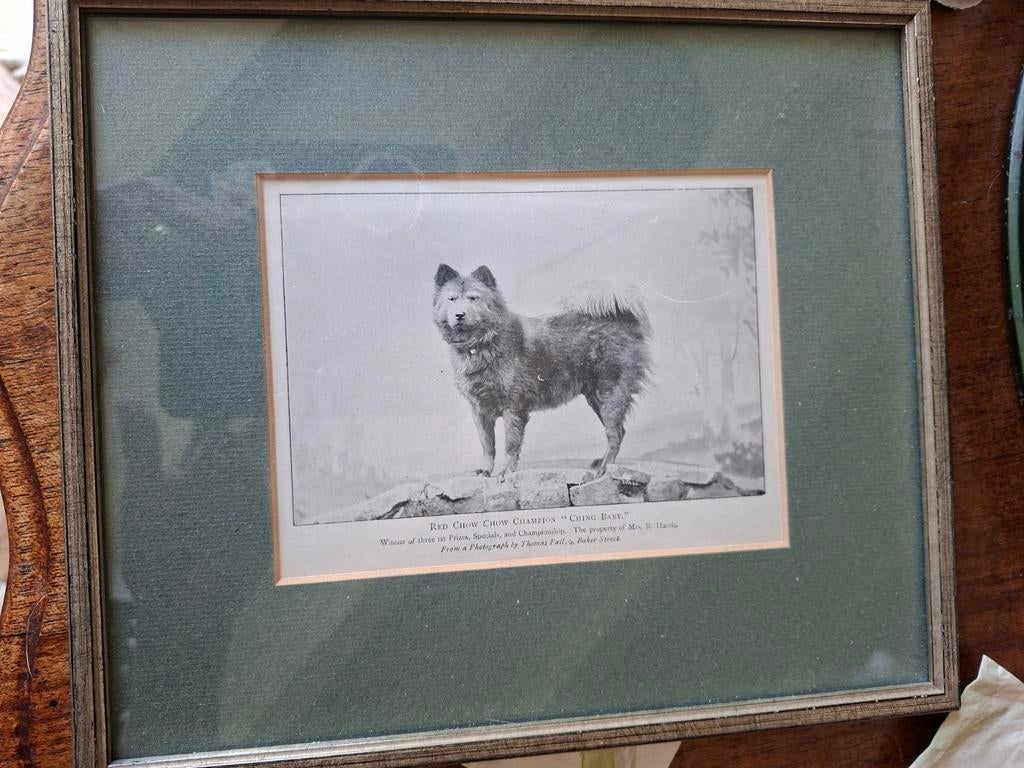 Oude prent van een chow chow, Ophalen