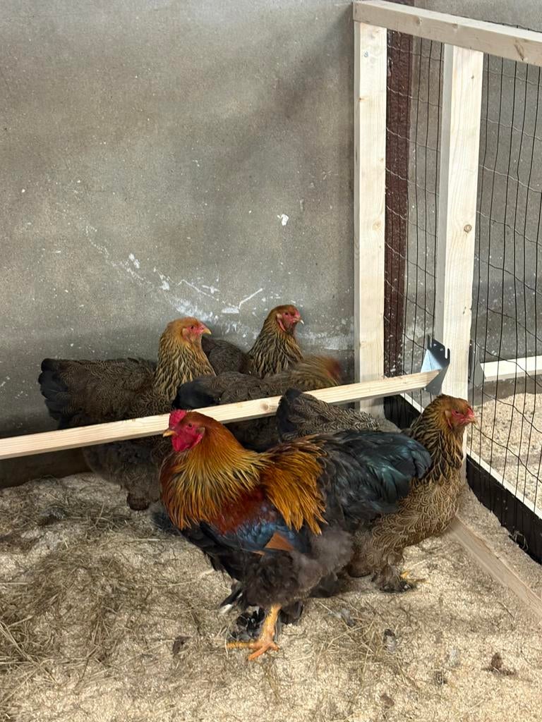 Broedeieren brama kippen, Geslacht onbekend, Kip