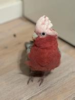 Rose kaktoe Nani, Vrouwelijk, Papegaai, Tam