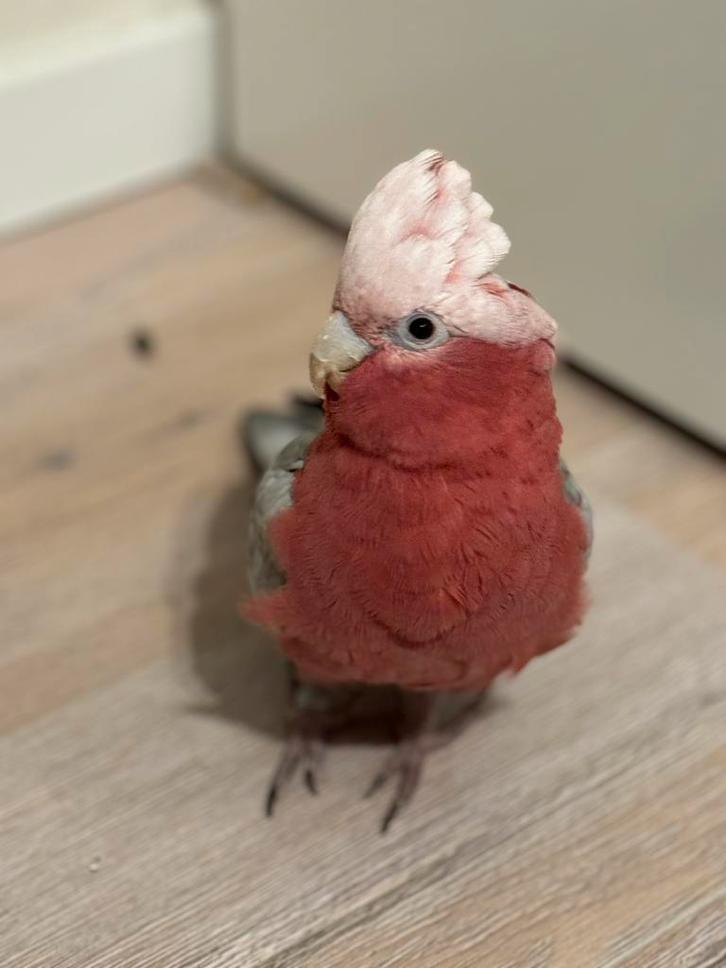 Rose kaktoe Nani, Dieren en Toebehoren, Vogels | Parkieten en Papegaaien, Papegaai, Vrouwelijk, Tam