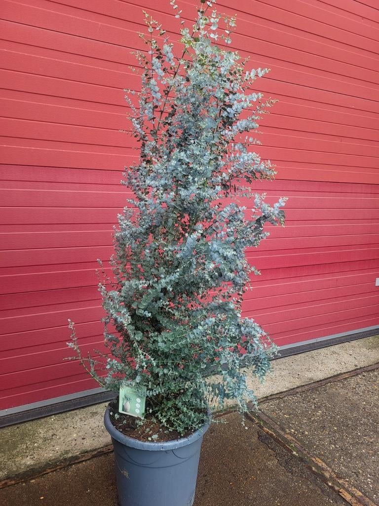 Mooie grote eucalyptus struiken, Ophalen of Verzenden