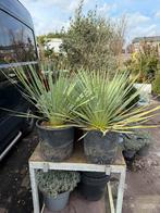 Yukka rostrata 10 literpot hoog 30 cm boven de pot  39,95, Volle zon, Vaste plant, Bloeit niet, Ophalen