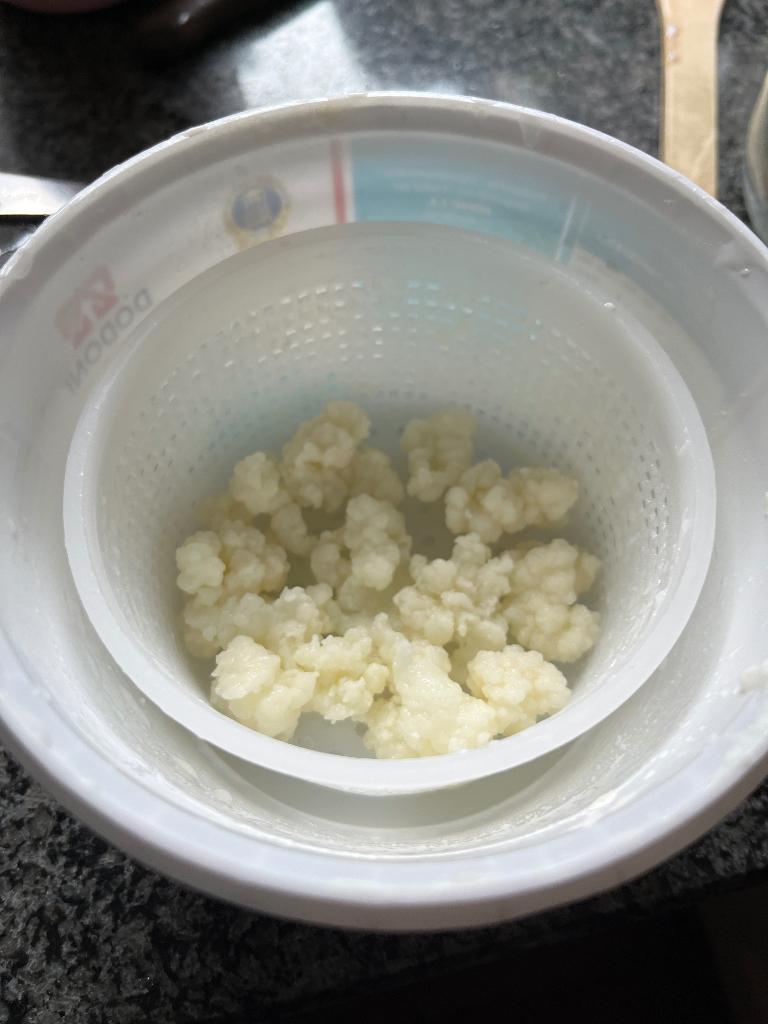 Kefir korrels (melk) €3,00, Ophalen