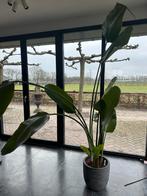Kamerplant Strelitzia Nicolai, Huis en Inrichting, Kamerplanten, Ophalen, 200 cm of meer, Overige soorten, Halfschaduw