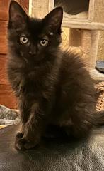 Maine Coon kitten katertje black smoke mag verhuizen, Meerdere dieren, Ontwormd, 0 tot 2 jaar