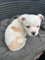 New English bulldog/poedel x chihuahua pups mogen verhuizen, Dieren en Toebehoren, Parvo, 8 tot 15 weken, Meerdere, Nederland