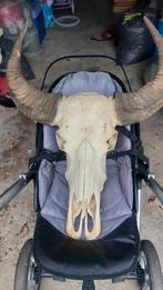 Kolossale buffel schedel, Verzamelen, Dierenverzamelingen, Ophalen, Zo goed als nieuw, Wild dier, Schedel