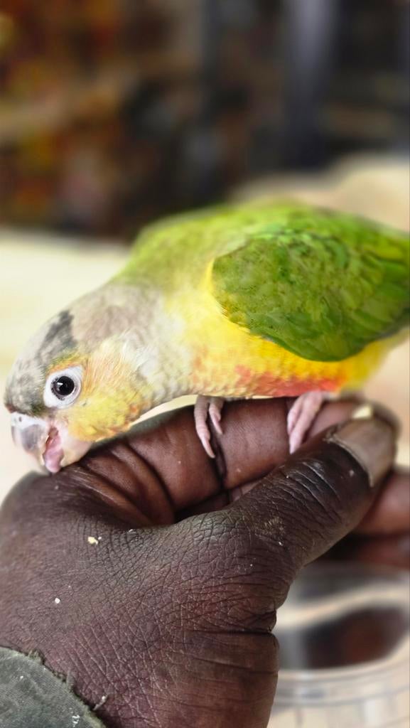 groenwangparkiet (Pyrrhura molinae ), Vrouwelijk, Parkiet, Tam