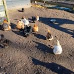 Cochin kip/hanen, Dieren en Toebehoren, Pluimvee, Meerdere dieren, Kip