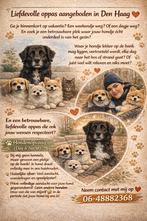 Honden opvang, honden oppas Den Haag huiselijke sfeer, Ophalen