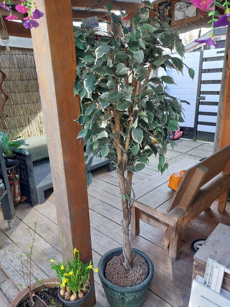Kunstboom ca 150cm hoog, Bloeit niet, Overige soorten, 100 tot 250 cm, Ophalen