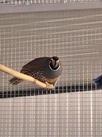 Broedeieren californische kuifkwartel, Dieren en Toebehoren, Geslacht onbekend