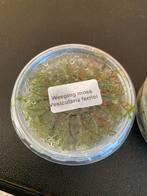 Weeping moss, Ophalen, Plant(en), Steen of Hout