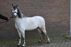 Welsh pony sectie B Ruin, Dieren en Toebehoren, Ruin, B pony (1.17m tot 1.27m), 3 tot 6 jaar