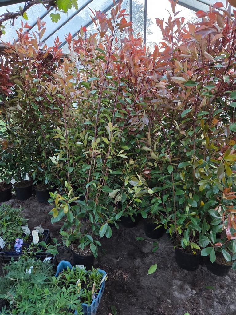 Photinia Red Robin - Glansmispel, Tuin en Terras, Volle zon, Vaste plant, Lente, Ophalen