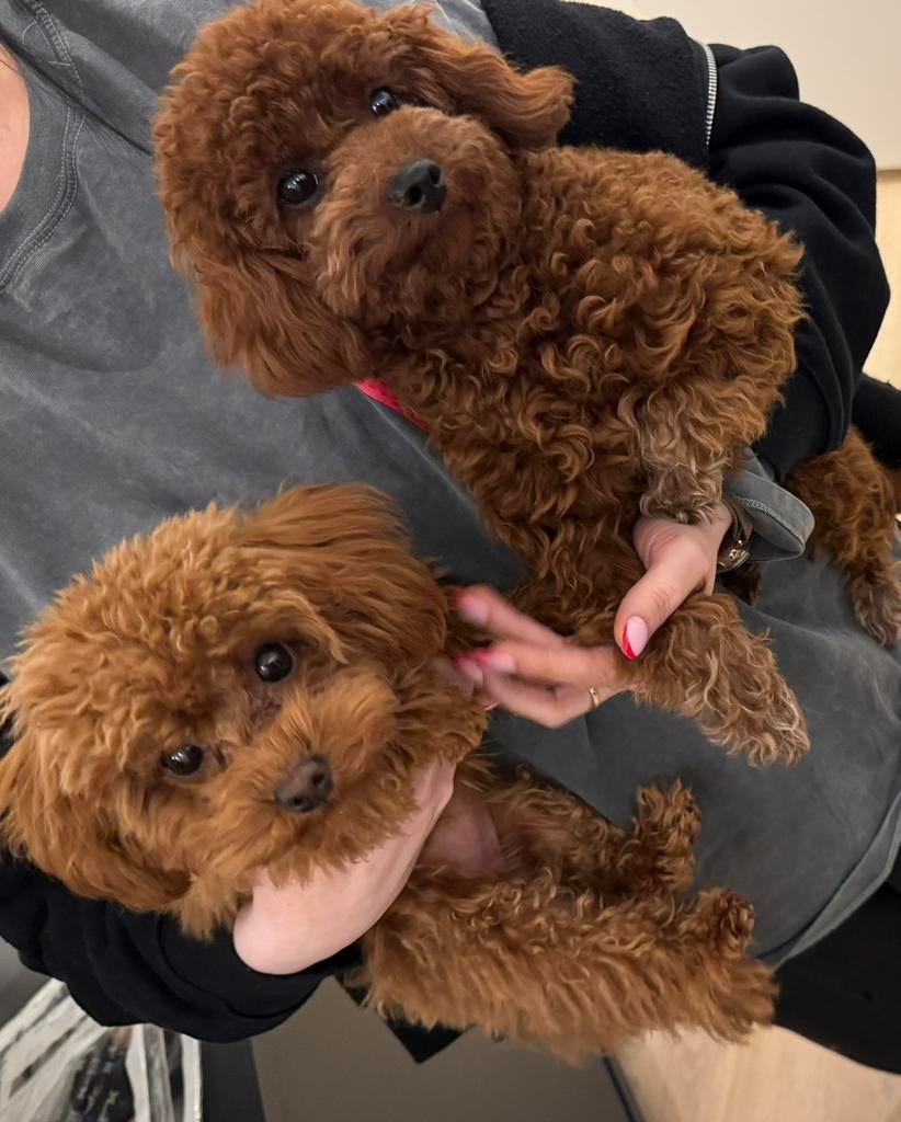 Prachtige Toy Poodle ( 6 maanden ) Maltipoo, Toy Poedel, Dieren en Toebehoren, Honden | Chihuahua's en Gezelschapshonden, Poedel