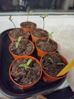 Cherry tomaatjes plantje - Kweek je eigen tomaten!, Ophalen, Volle zon, Eenjarig, Zomer