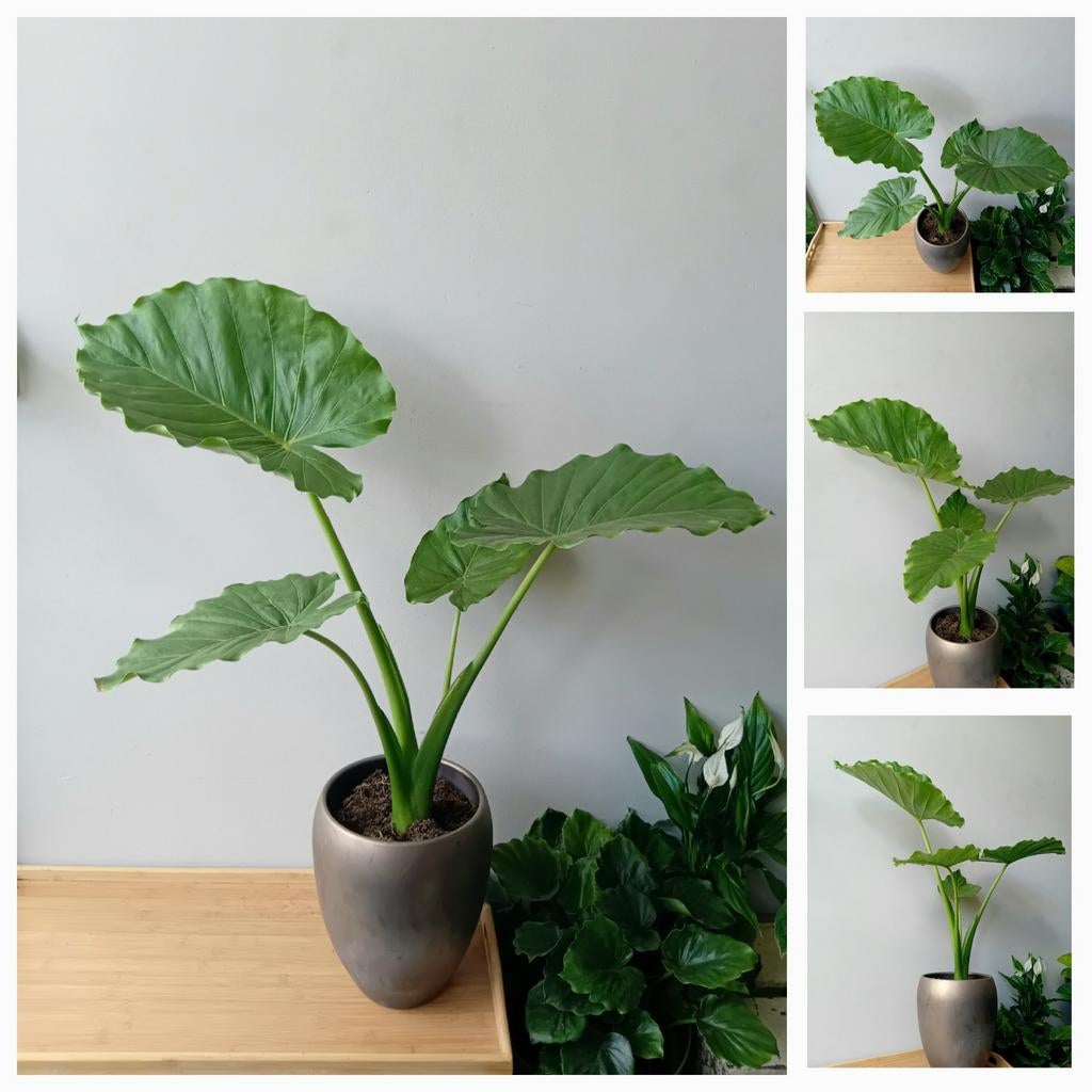 Kamerplant olifantsoor alocasia 80cm (+pot 5euro, Huis en Inrichting, Kamerplanten, Ophalen, Overige soorten, Halfschaduw, In pot
