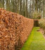 Beukenhaag planten, Tuin en Terras, Planten | Struiken en Hagen, Ophalen of Verzenden, Beukenhaag, Haag, 100 tot 250 cm