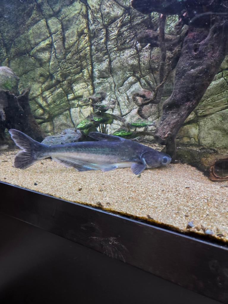 Zijn al weg, Dieren en Toebehoren, Vissen | Aquariumvissen, Vis