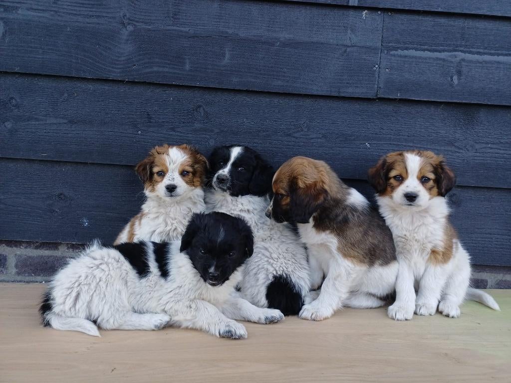 Stabij x kooiker pups, Dieren en Toebehoren, Overige rassen, 8 tot 15 weken, Meerdere, Meerdere dieren