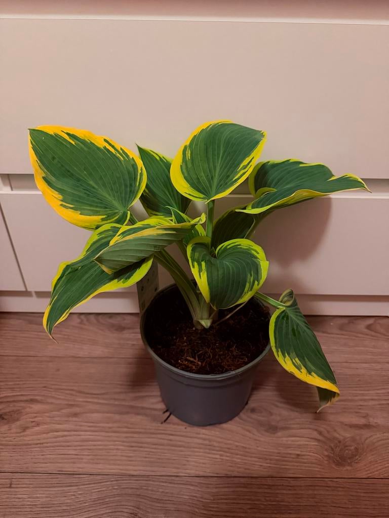 Hosta plant met geelgroene bladeren, Tuin en Terras, Planten | Tuinplanten, Vaste plant, Halfschaduw, Zomer, Ophalen