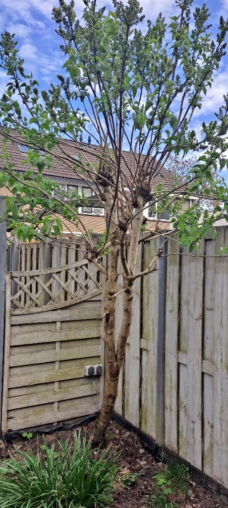 Boom Witte Sering ( Syrynga Vulgaris ), Tuin en Terras, Ophalen, Halfschaduw, Overige soorten, Lente