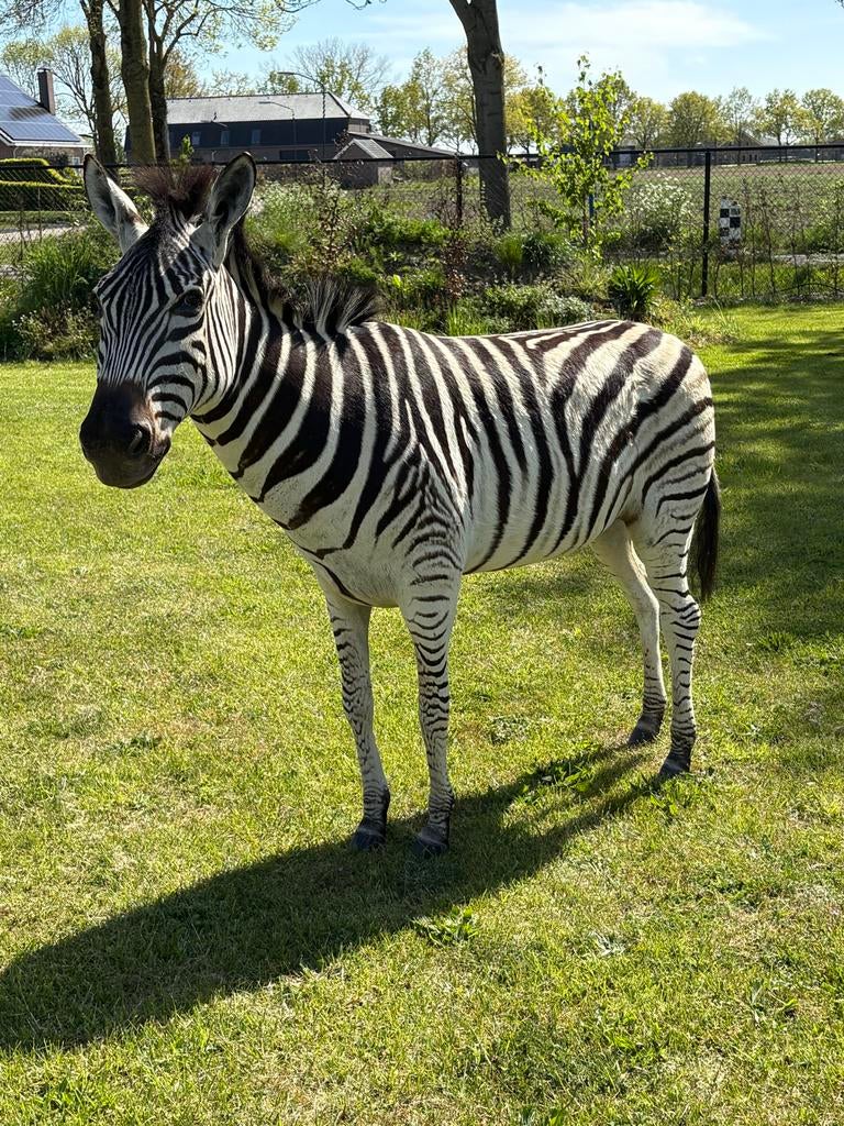 Fullmount zebra taxidermy opgezette, Ophalen, Zo goed als nieuw, Opgezet dier