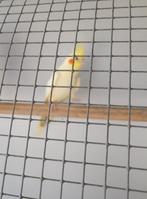 2 mooie valkparkieten van 2025, Geslacht onbekend, Parkiet