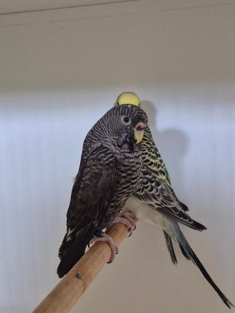 Blackwing blackface gezocht, Dieren en Toebehoren, Vogels | Parkieten en Papegaaien, Vrouwelijk, Parkiet