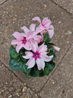 Cyclamen Illusia Special Pink p10