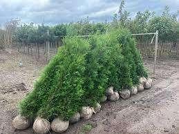 Thuja Brabant, Ophalen, Conifeer, 100 tot 250 cm