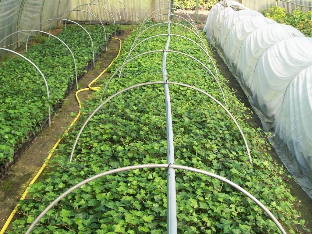 Taxus,Laurier,Thuja's Hortensia Annabelle, Klimop, Tuin en Terras, Ophalen, Bloeit niet, Overige soorten, Halfschaduw