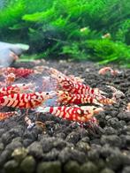 Red Fancy tiger garnalen, Kreeft, Krab of Garnaal, Zoetwatervis, Schoolvis