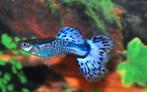 Hobbyaquarium Poec snakeskin blue / guppy, Vis, Zoetwatervis, Schoolvis