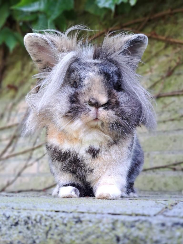Lieve konijntjes voedster en gecastreerde ram (GERERVEERD), Dieren en Toebehoren, Konijnen