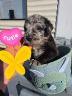 Labradoodle F1 reutje zoekt gouden mand, Dieren en Toebehoren, Overige rassen, 8 tot 15 weken, Meerdere, Meerdere dieren