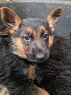 Duitse herder teefje pup met FCI stamboom puppy, Nederland, 8 tot 15 weken, Teef, Parvo