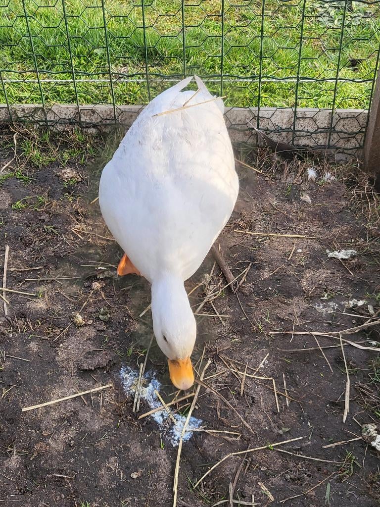 kwaker pulletjes eendjes jonge kwakertjes NOG 5!!!, Dieren en Toebehoren, Pluimvee, Meerdere dieren, Eend