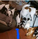 Nog 1 klein raszuiver Jack Russell teefje glad kortb gezond, Dieren en Toebehoren, Honden | Jack Russells en Terriërs, Parvo, Jack Russell Terriër