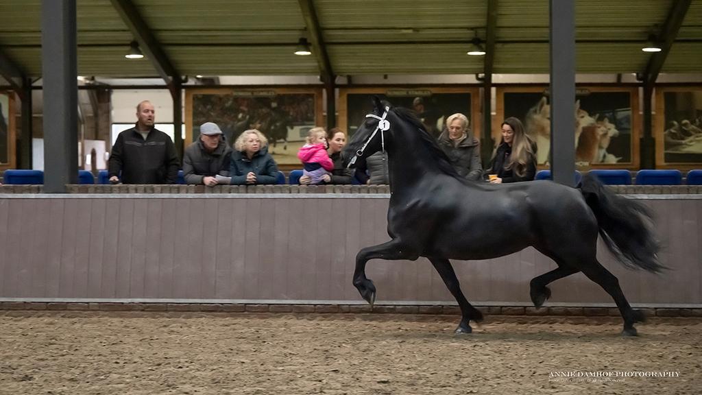 Elite friese merrie FB BP - drachtig 2026, Dieren en Toebehoren, Paarden, Merrie