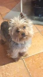 Dekreu yorkshire biewer terriër, Reu, 1 tot 2 jaar, Eén hond, Nederland