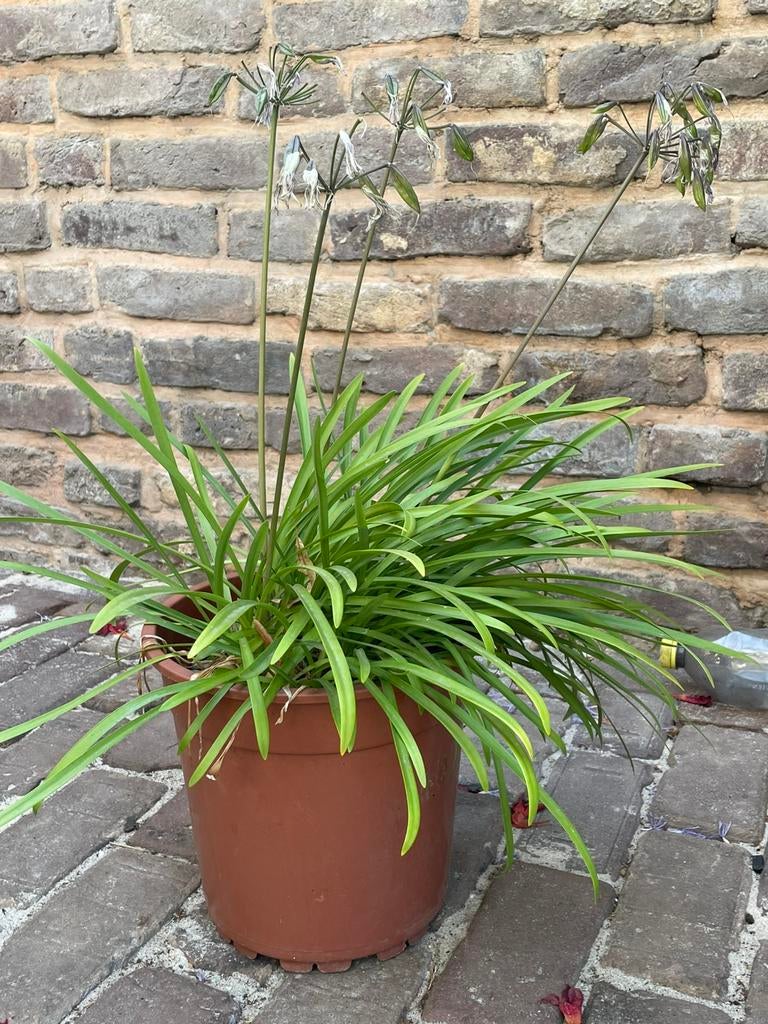 Agapanthus/ afrikaanse lelie., Ophalen, Overige soorten, Volle zon