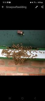 BIJENVOLK, BIJEN, CARNICA TE KOOP, Dieren en Toebehoren, Bijen