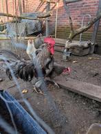 Kippen en een haan, Dieren en Toebehoren, Meerdere dieren, Kip