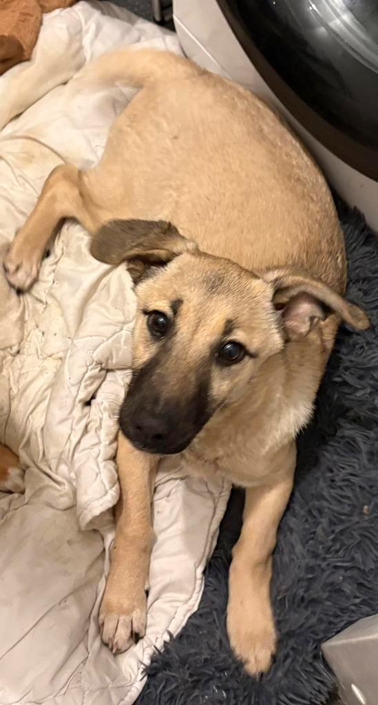 Olivia ter adoptie kleinblijvend korte pootjes 5 maanden pup, Dieren en Toebehoren, Honden | Niet-rashonden, Klein, Teef, Particulier