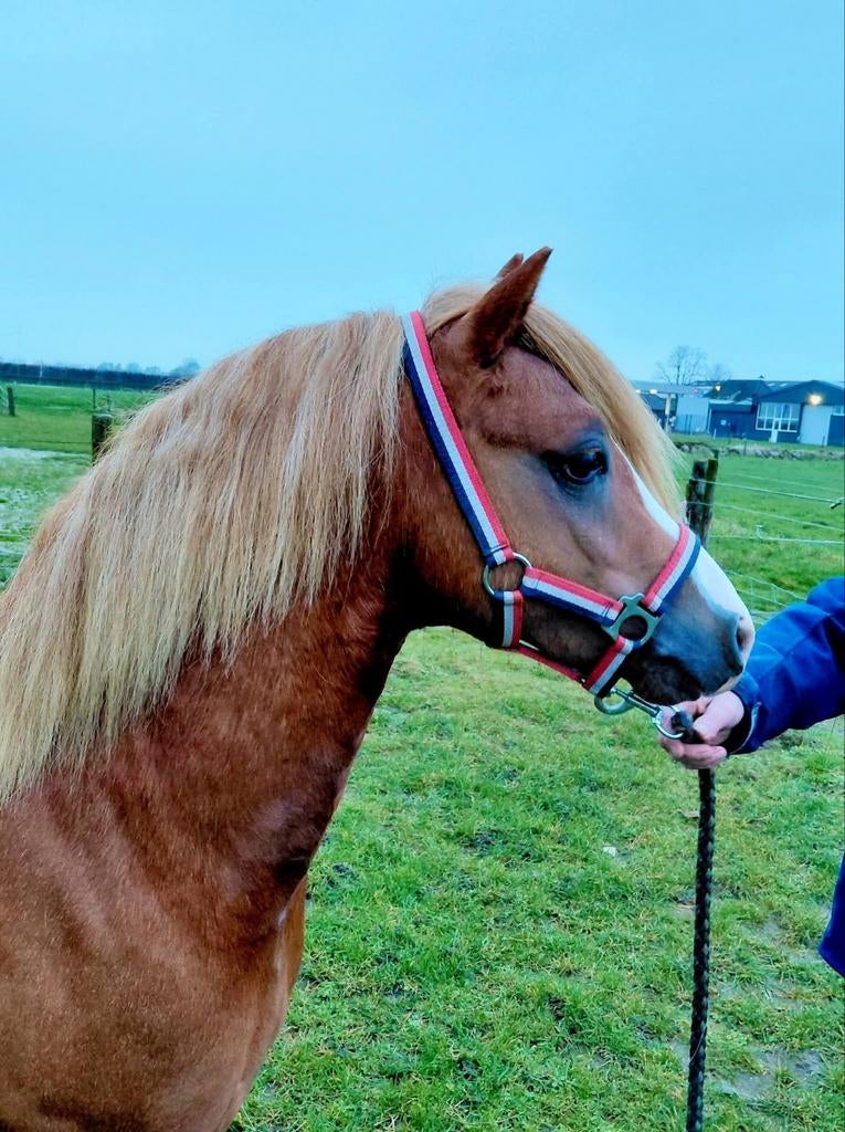 3 jarige welsh sectie A hengst, Dieren en Toebehoren, Hengst, Ontwormd, 0 tot 2 jaar