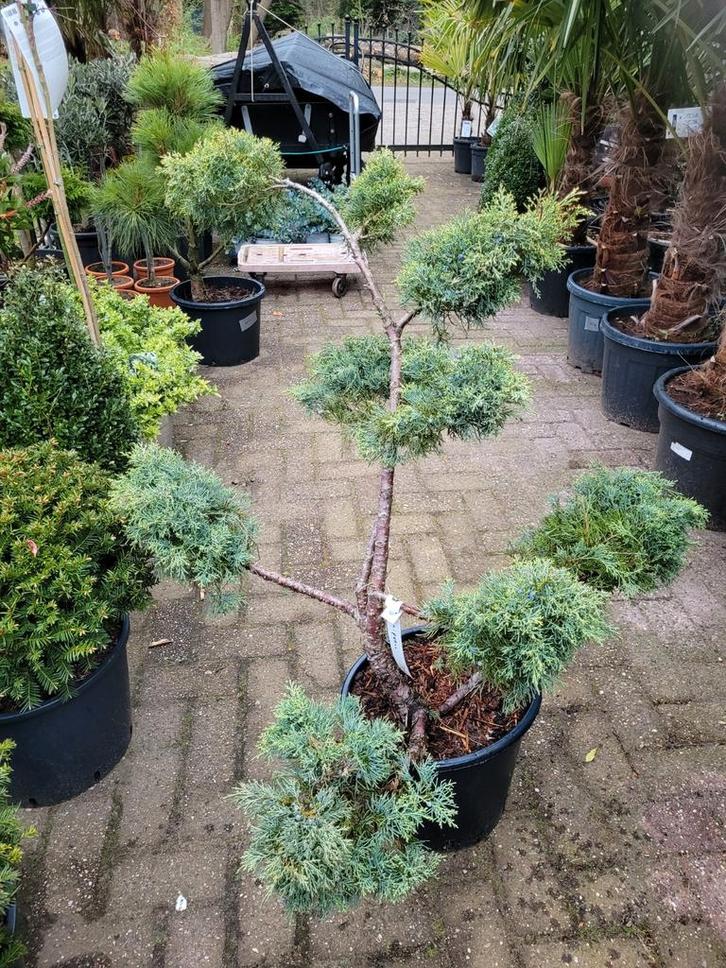 Juniperus Chinensis 'Blue Alps' Vormsnoei, Tuin en Terras, Planten | Tuinplanten, Vaste plant, Overige soorten, Volle zon, Bloeit niet