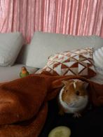 Lieve Cavia te koop, Maart, Mannelijk, Cavia