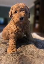 Rode toy poedel x dwerg poedel pups, Dieren en Toebehoren, Poedel, Parvo, Reu, 8 tot 15 weken